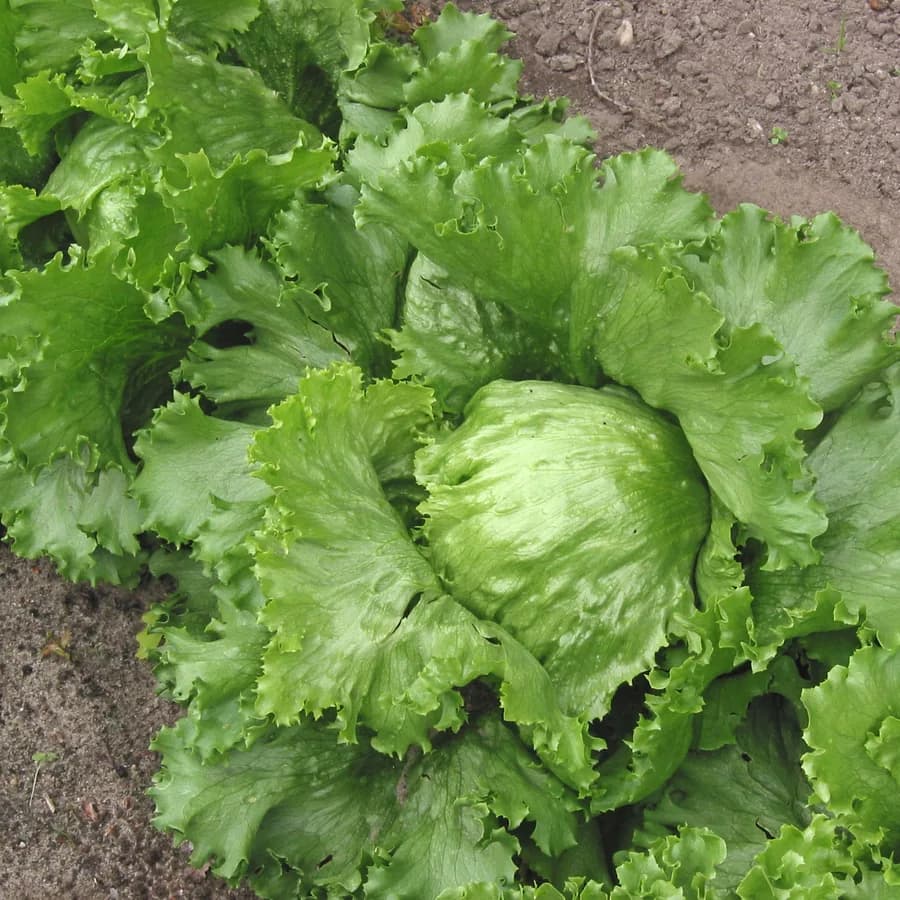 Iceberg Lettuce